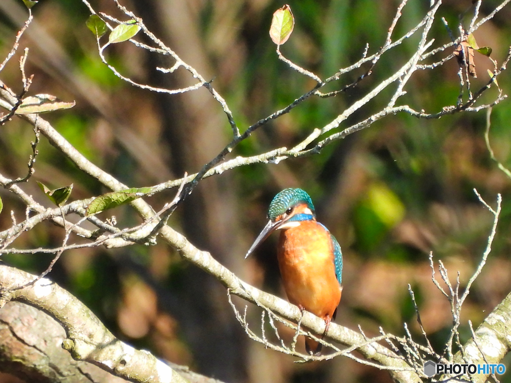 2021-11-14_栃木県井頭公園-2