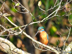 2021-11-14_栃木県井頭公園-2