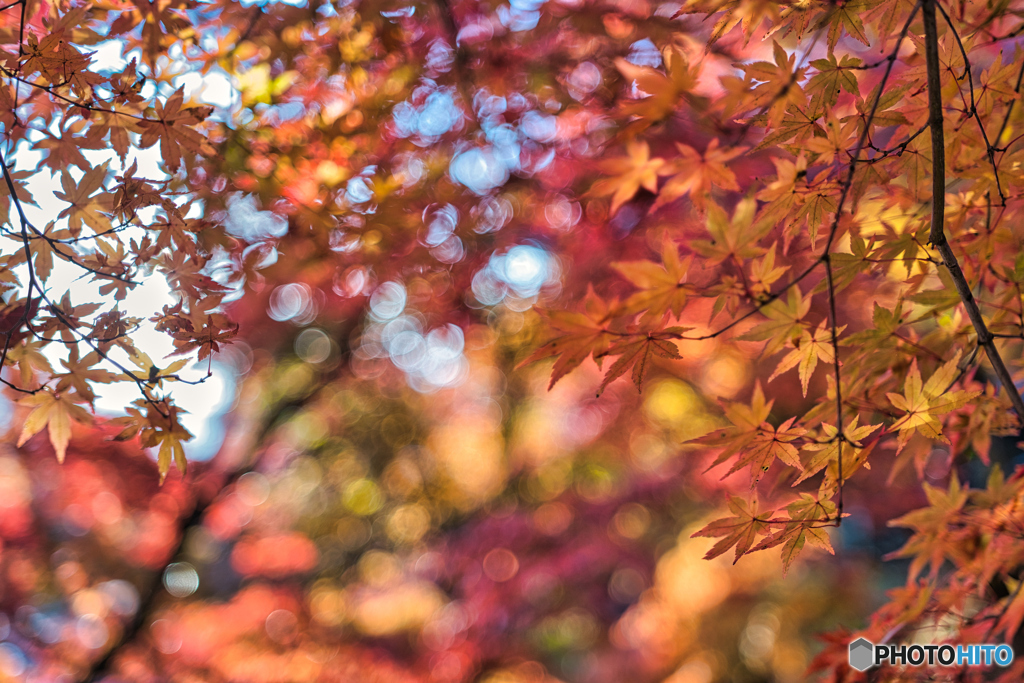 2020-11-14_永源寺もみじ寺(4)