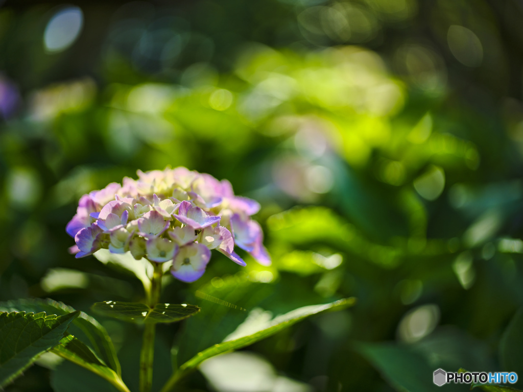 2022-06-12_栃木県中央公園-1