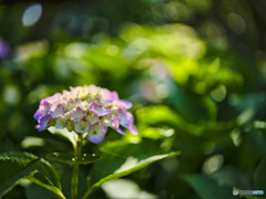 2022-06-12_栃木県中央公園-1