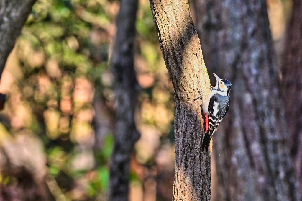 2023-12-02_栃木県井頭公園-6