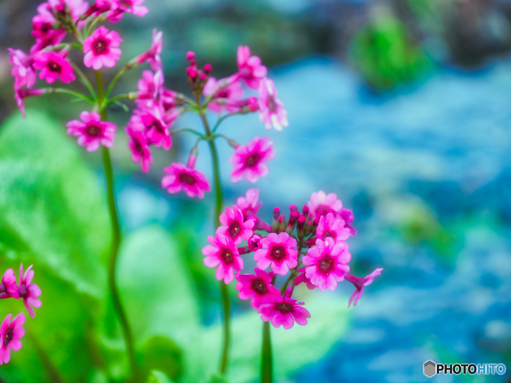 2021-05-26_クリンソウ(日光)