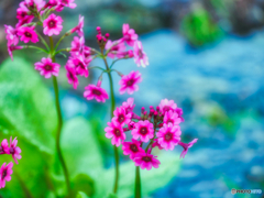 2021-05-26_クリンソウ(日光)