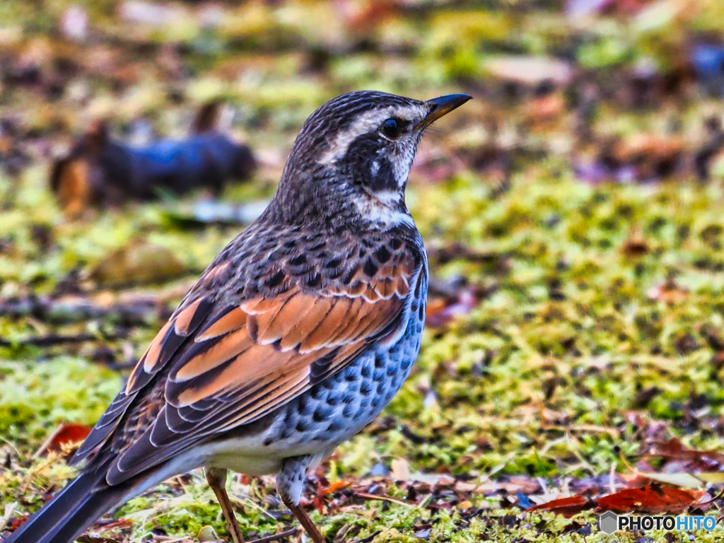 2021-03-06_野鳥(1)