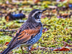 2021-03-06_野鳥(1)