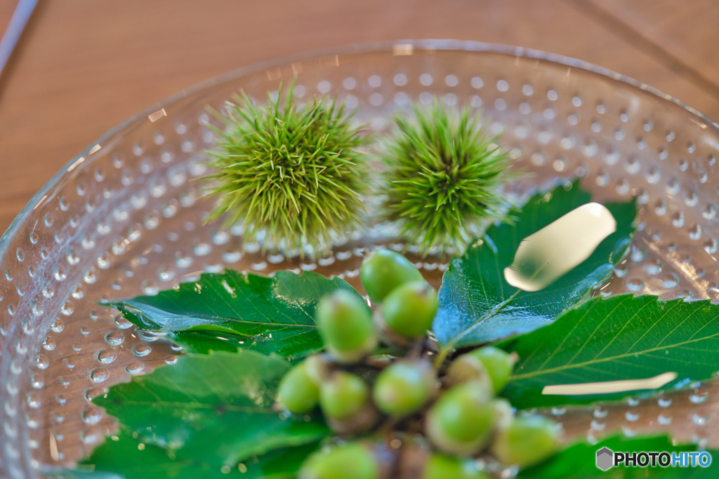 2020-08-15_栗　と　どんぐり