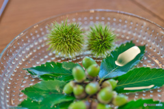 2020-08-15_栗　と　どんぐり