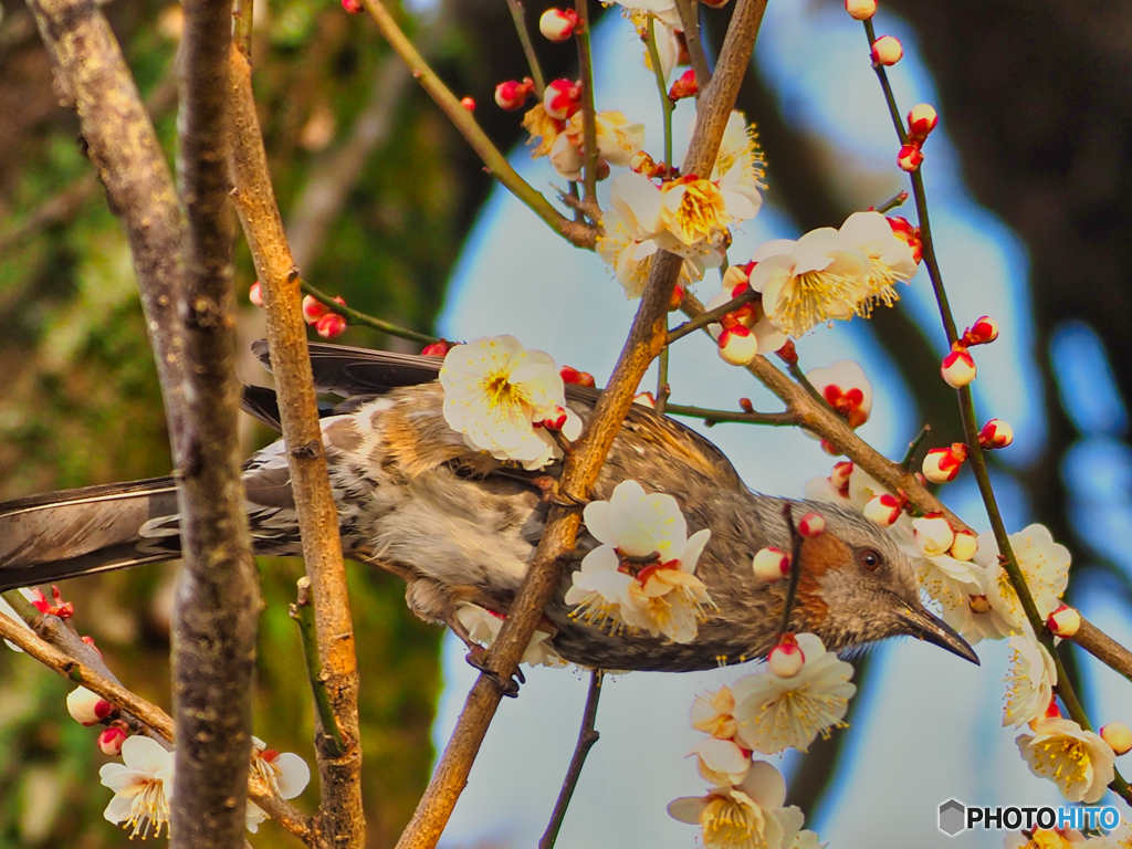 2021-03-06_野鳥(2)