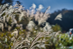 2020-11-14_ススキ(1)