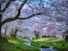 2024-04-20_観音寺川の桜並木-2