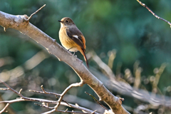 2023-12-30_栃木県井頭公園-4