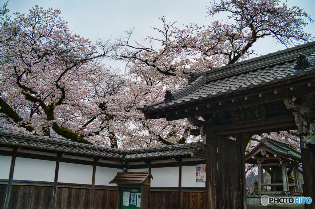 2023-03-25_雲龍寺-1