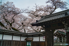 2023-03-25_雲龍寺-1