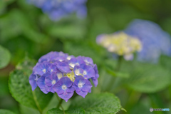 2020-06-14_太平山アジサイ(4)