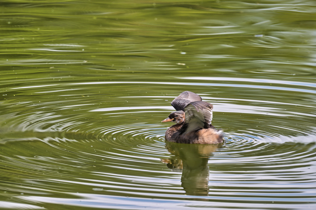 2023-09-10_栃木県中央公園