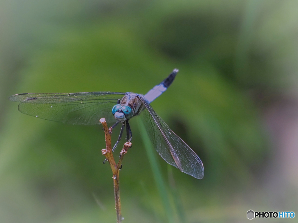 2021-07-31_トンボ