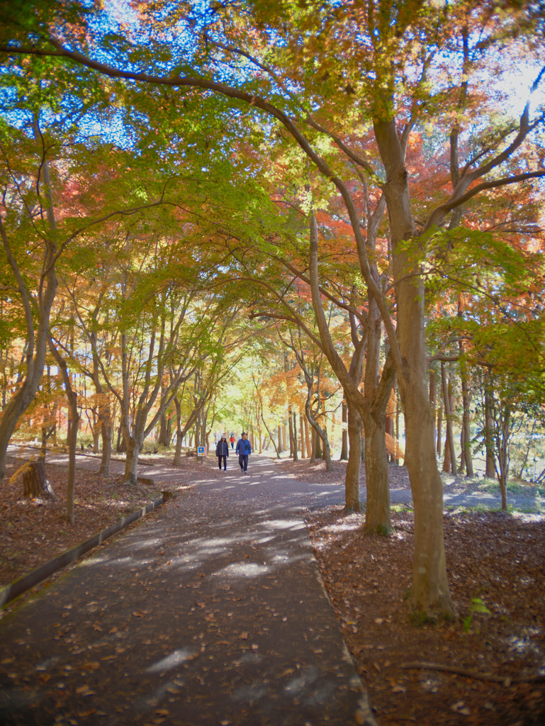 2023-11-25_栃木県井頭公園