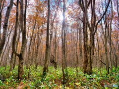2021-10-29_酸ヶ湯温泉-1