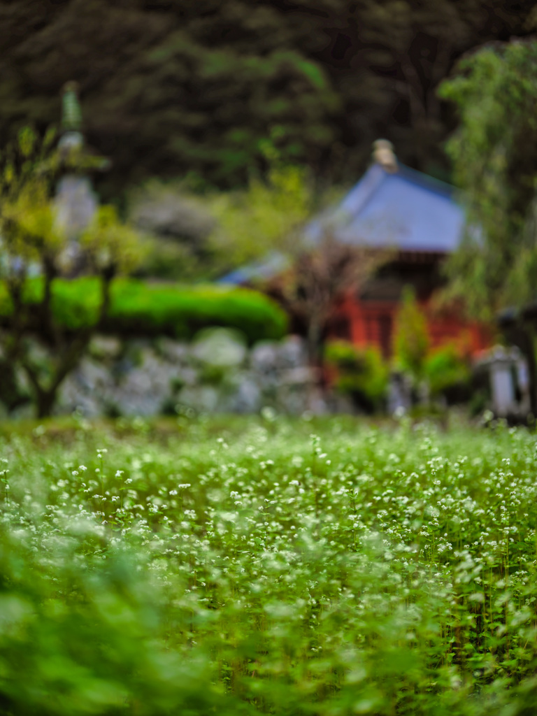 2023-09-10_瑠璃光山 常楽寺