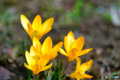 2023-03-05_長岡公園-5