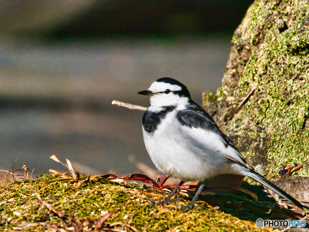 2021-01-03_うつのみや文化の森(1)