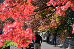2025-11-08_臥雲山 永源寺 (もみじ寺)