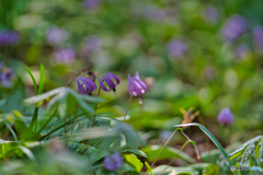 2021-03-27_万葉自然公園かたくりの里(4)