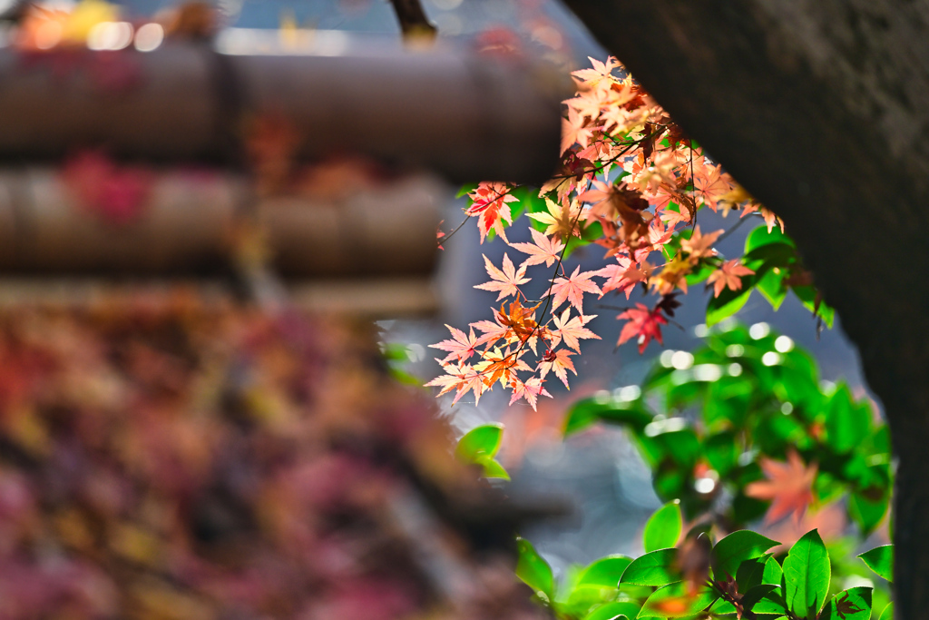 2023-12-16_栃木県中央公園-1
