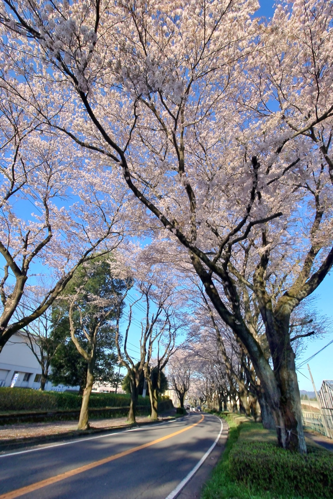 2024-04-10_栃木県農業試験場前桜並木-2