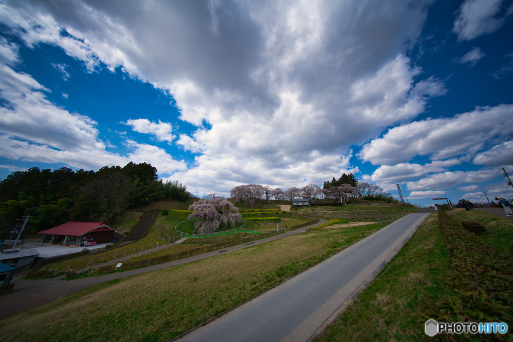 三春滝桜-2