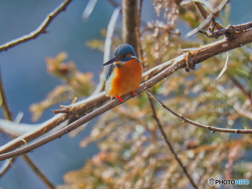 2022-01-29_栃木県 井頭公園