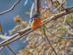 2022-01-29_栃木県 井頭公園