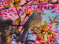 2021-03-14_河津桜と野鳥(1)