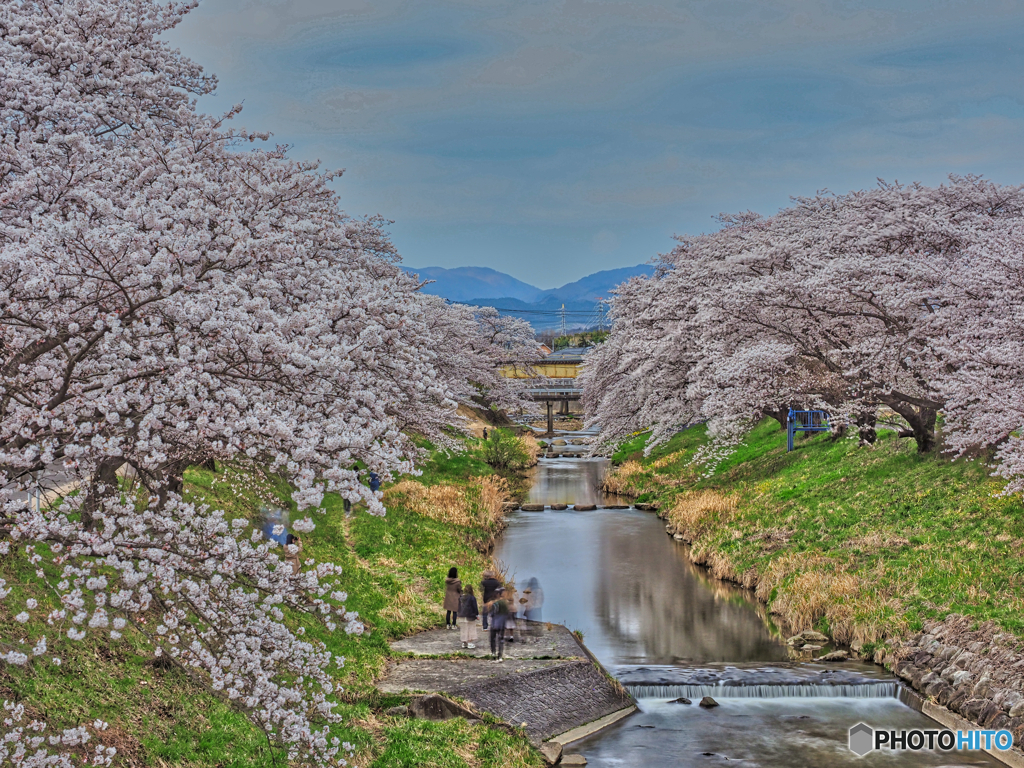2021-04-03_藤田川ふれあい桜(4)