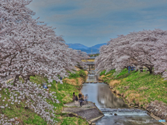 2021-04-03_藤田川ふれあい桜(4)