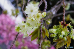 2023-04-07_桜美公園-4