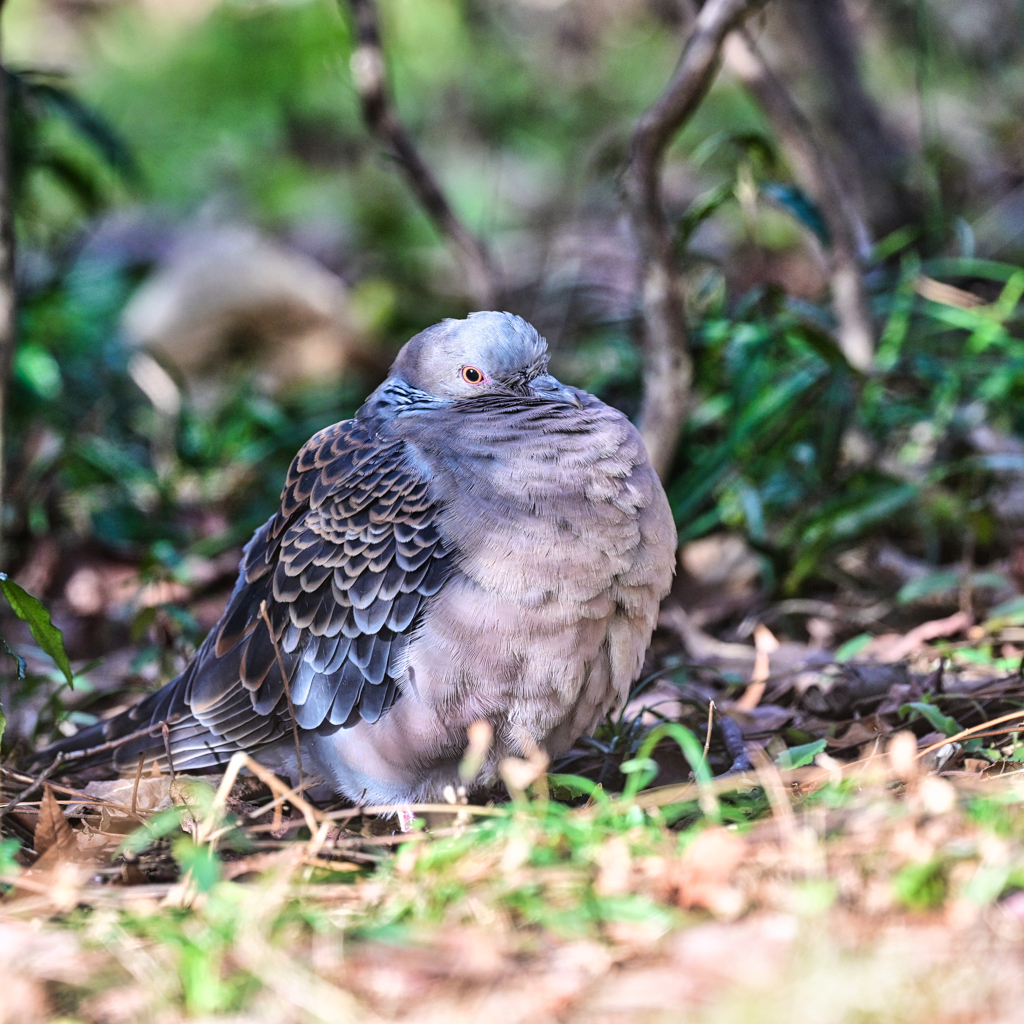 2024-03-02_栃木県中央公園-3