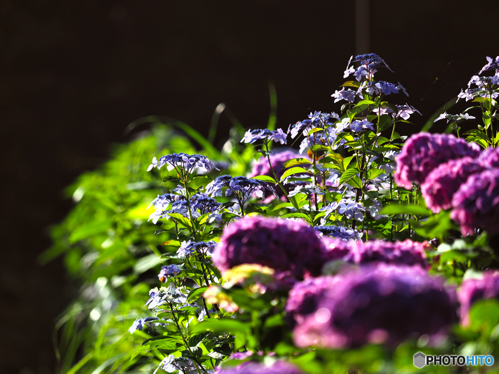 2021-06-09_アジサイ-1