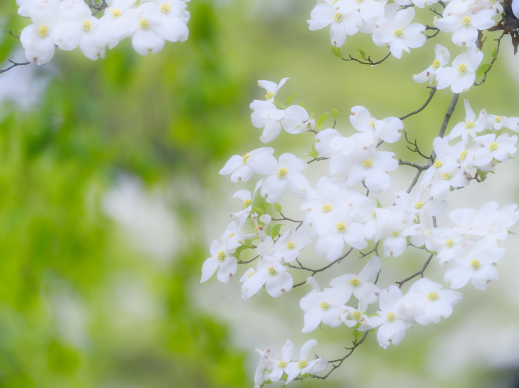 2023-04-19_栃木県 中央公園-3