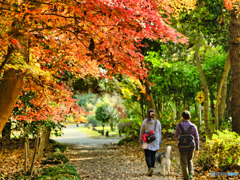 2021-11-21_栃木県井頭公園-2(Velvia)