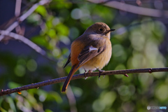 2023-01-01_栃木県 井頭公園-1