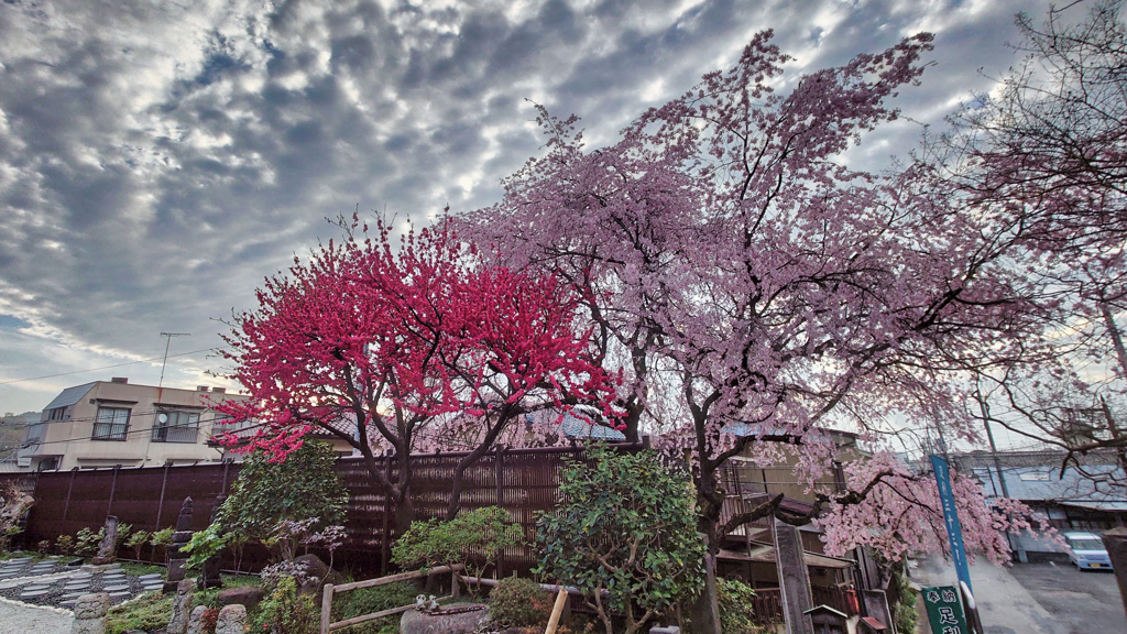 2024-04-07_福厳禅寺-3