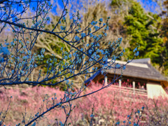 2022-02-23_筑波山梅林-2