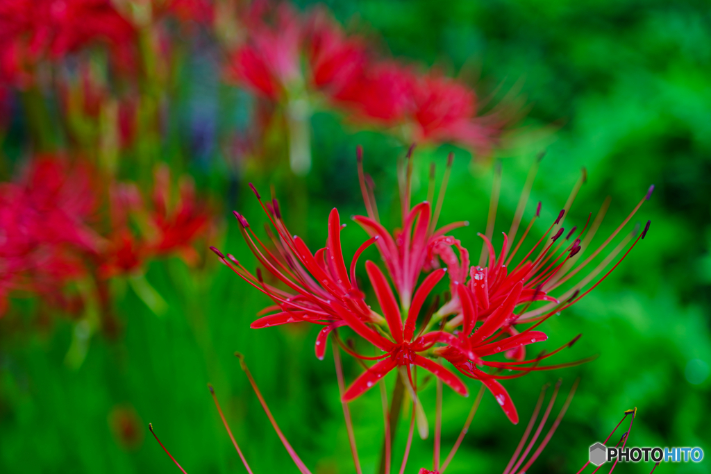 2020-09-21_彼岸花(1)