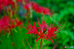2020-09-21_彼岸花(1)