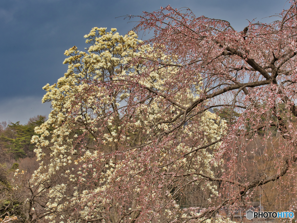 2021-03-20_散策(12)