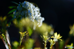 2021-03-29_散策(1)