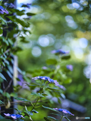2022-06-25_黒羽城址公園-1