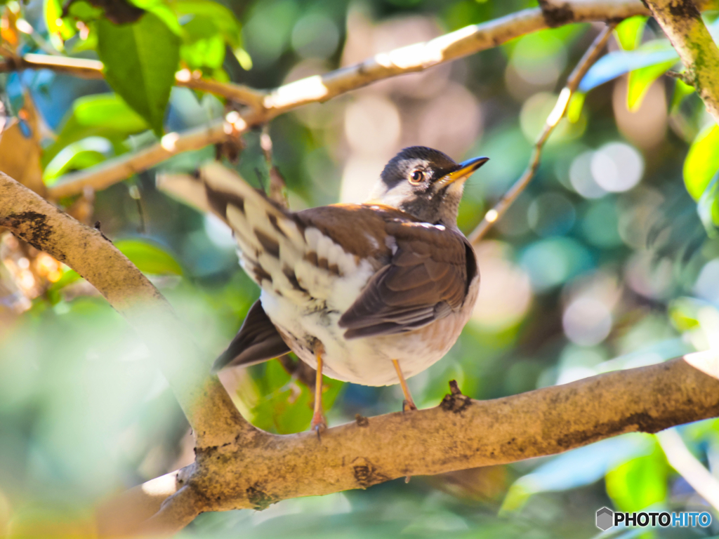 2021-12-28_栃木県 井頭公園-1